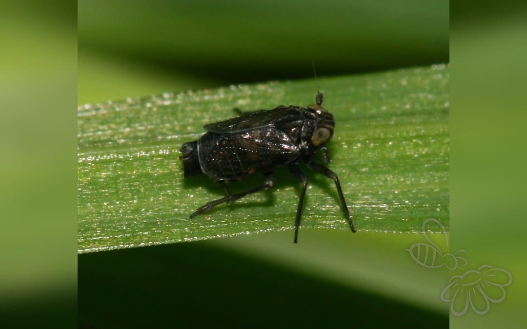 Her ses et billede af arten Javesella dubia. Fotoet er taget af Sandy Rae og hentet fra Wikimedia Commons (CC BY-SA 3.0).