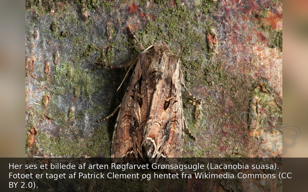 Her ses et billede af arten Røgfarvet Grønsagsugle (Lacanobia suasa). Fotoet er taget af Patrick Clement og hentet fra Wikimedia Commons (CC BY 2.0).