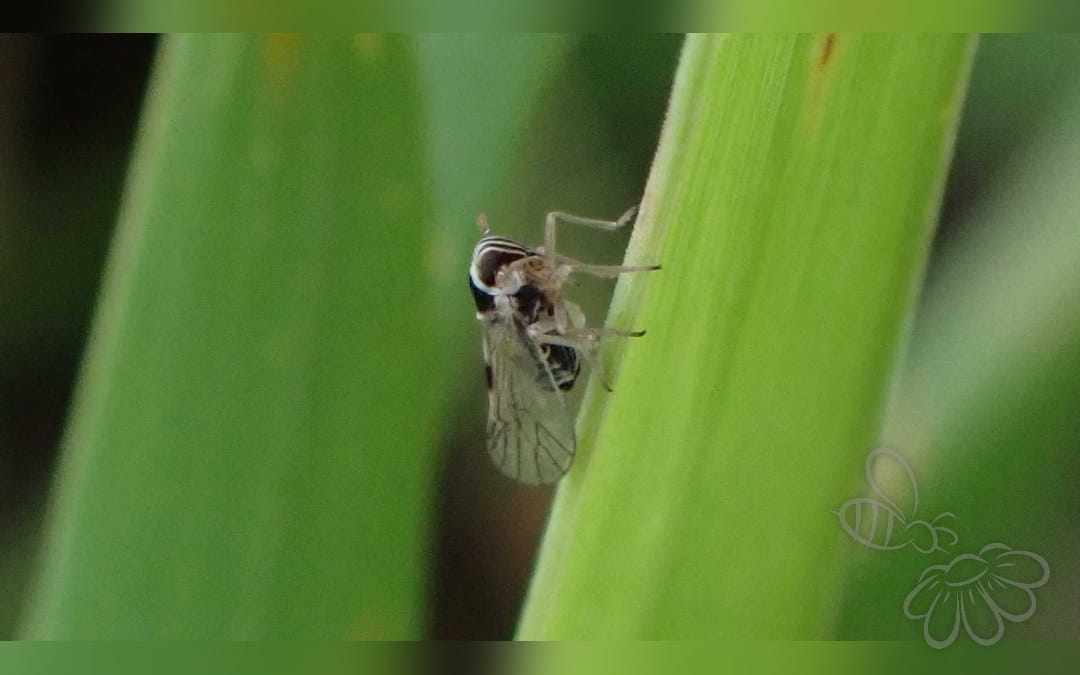 Her ses et billede af arten Laodelphax striatellus. Fotoet er taget af Sascha N. og hentet fra Wikimedia Commons (CC BY 4.0).