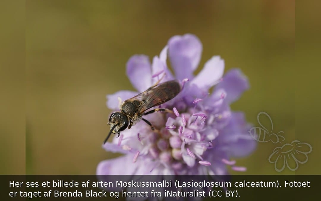 Moskussmalbi