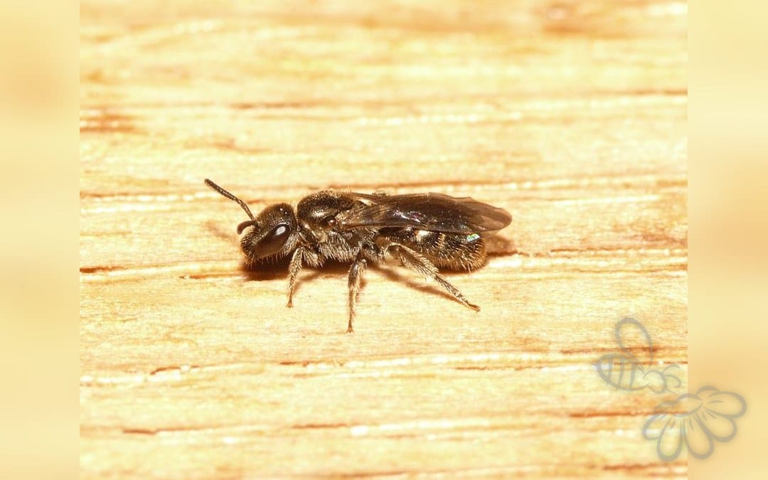Lille Smalbi