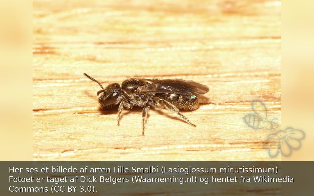 Lille Smalbi