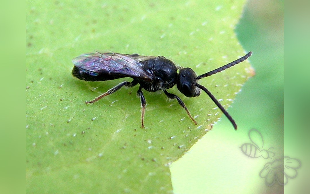 Skovsmalbi
