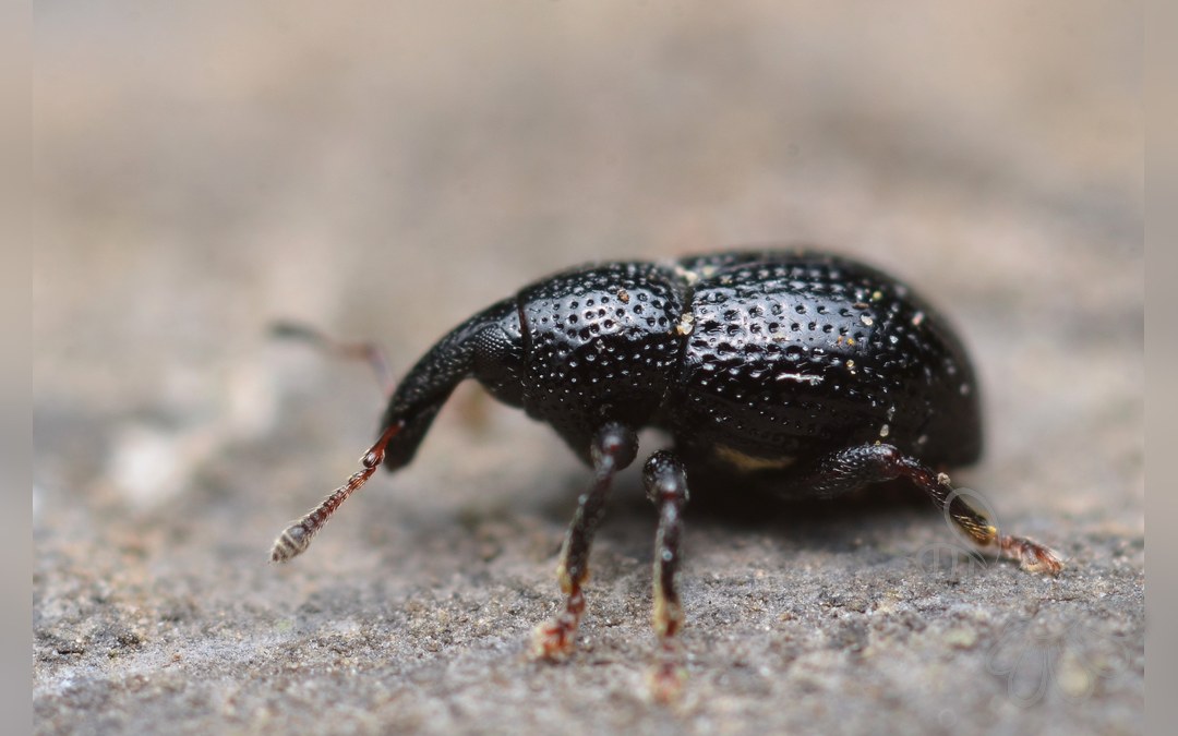 Her ses et billede af arten Leiosoma deflexum. Fotoet er taget af Gilles San Martin og hentet fra Wikimedia Commons (CC BY-SA 3.0).