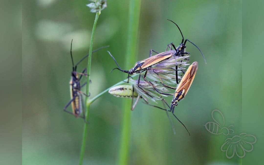 Her ses et billede af arten Rødbrun Græstæge (Leptopterna ferrugata). Fotoet er taget af AfroBrazilian og hentet fra Wikimedia Commons (CC BY-SA 4.0).