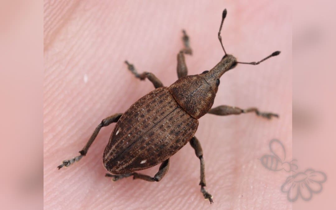 Her ses et billede af arten Lepyrus capucinus. Fotoet er taget af Slimguy og hentet fra Wikimedia Commons (CC BY 4.0).