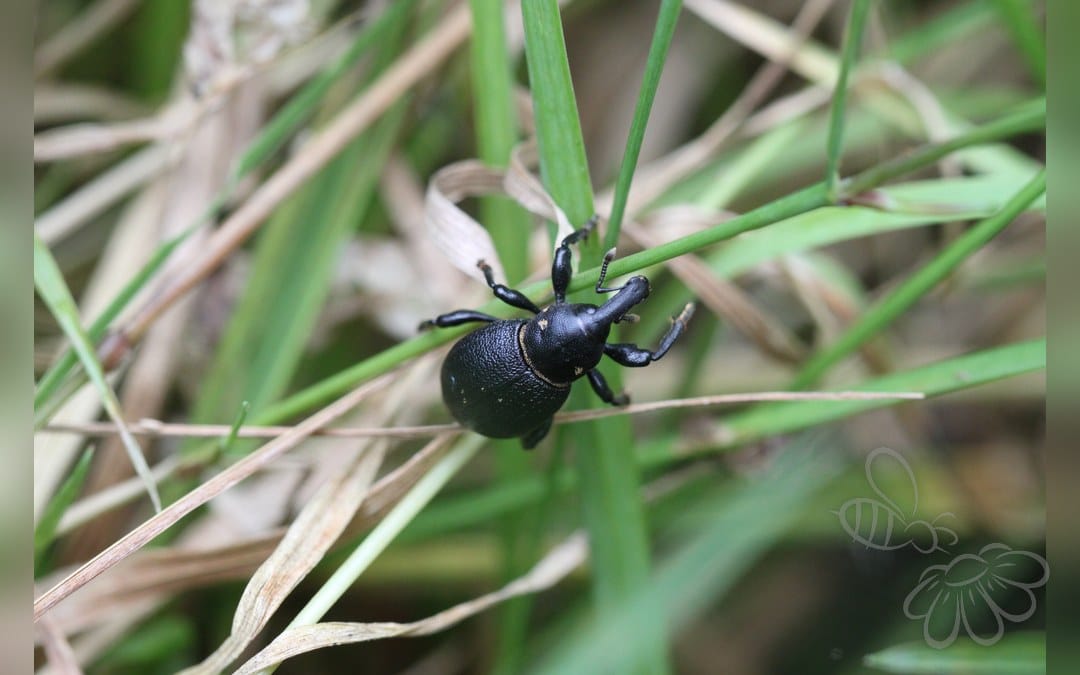 Liparus coronatus