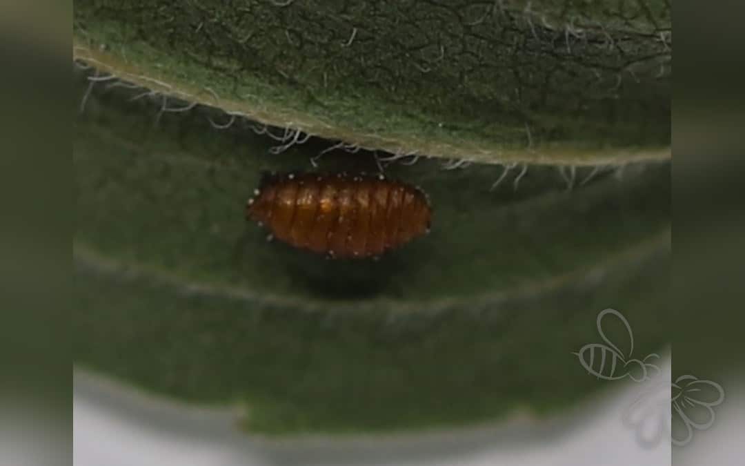 Her ses et billede af arten Liriomyza pusilla. Fotoet er taget af Slimguy og hentet fra Wikimedia Commons (CC BY 4.0).