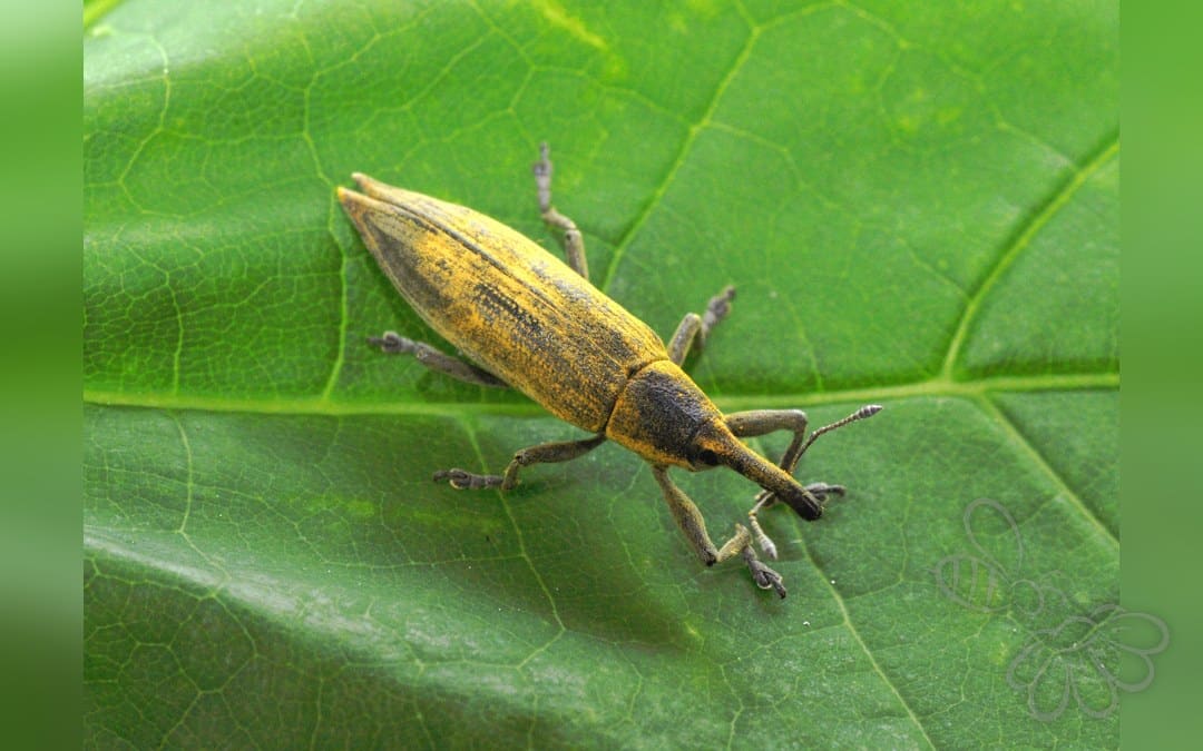 Lixus iridis