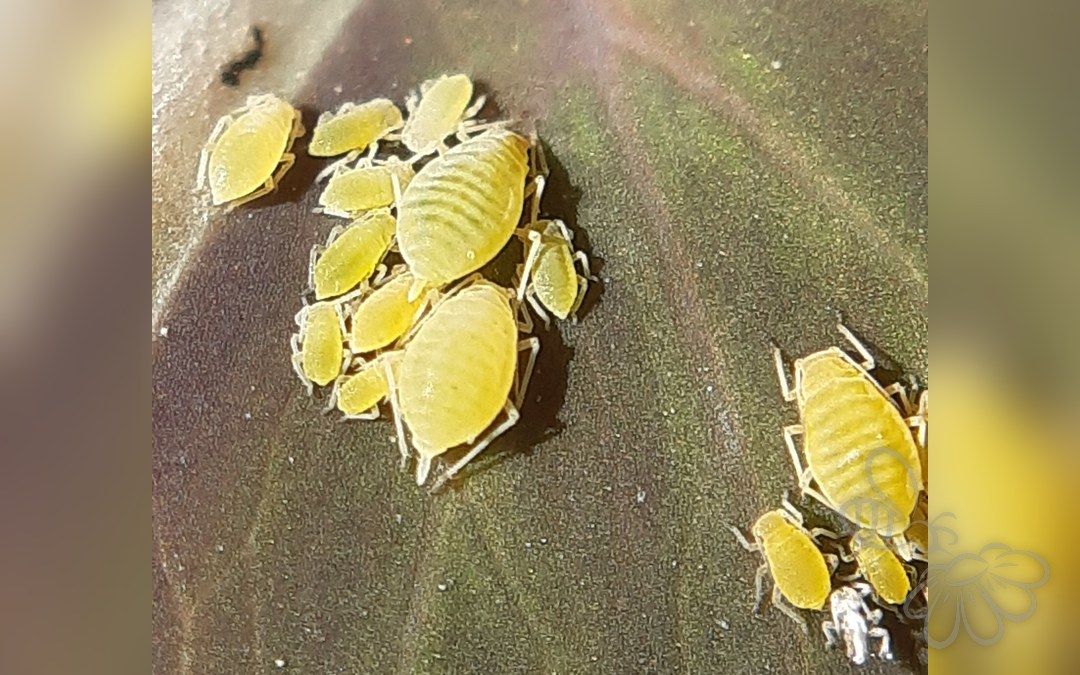 Akelejebladlus