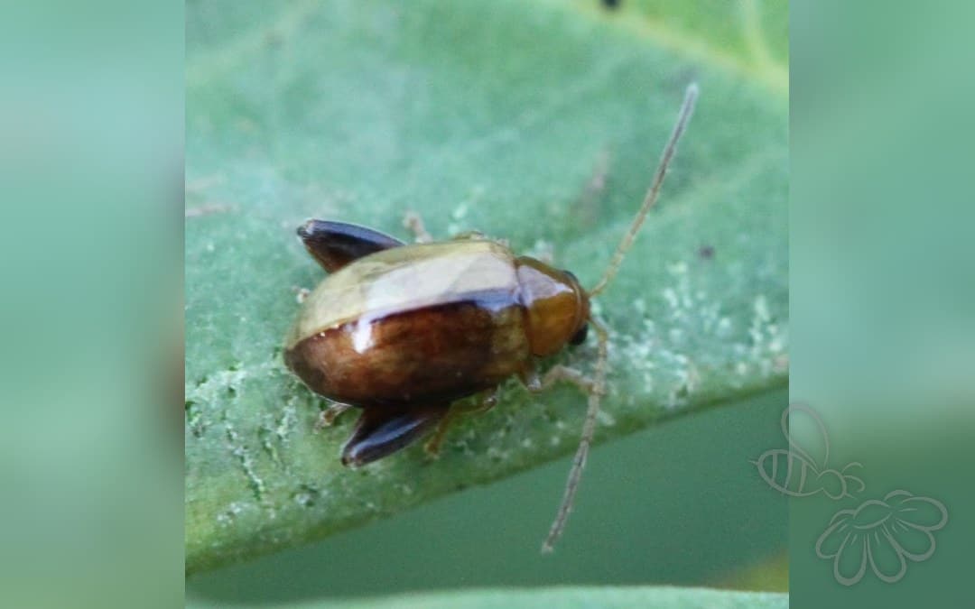 Longitarsus tabidus