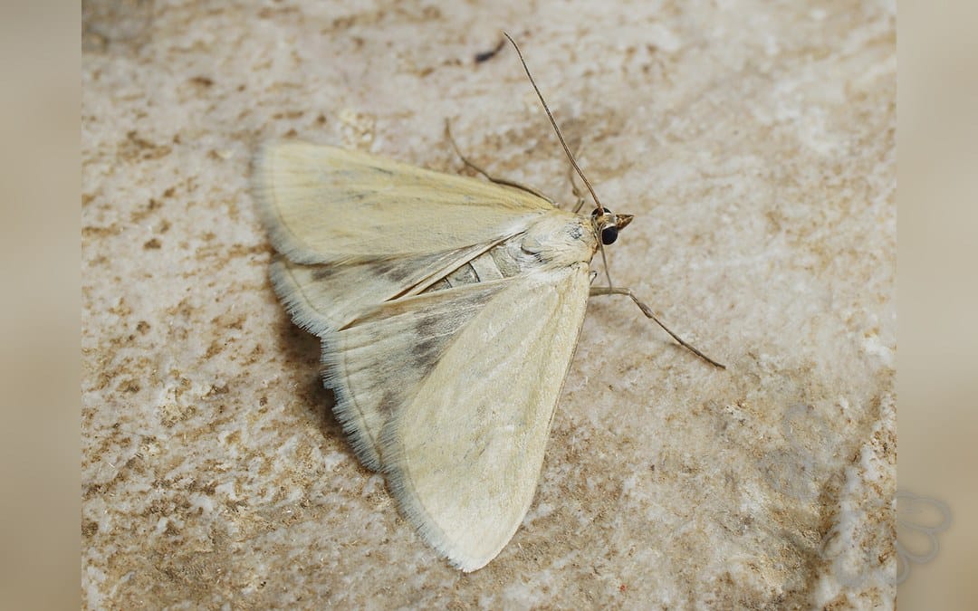 Her ses et billede af arten Loxostege turbidalis. Fotoet er taget af Ilia Ustyantsev og hentet fra Wikimedia Commons (CC BY-SA 2.0).