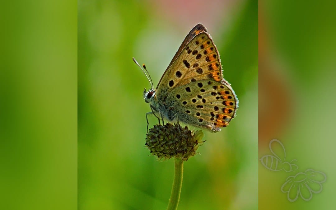 Her ses et billede af arten Violet Ildfugl (Lycaena alciphron). Fotoet er taget af Eichler, Andreas og hentet fra Wikimedia Commons (CC BY-SA 4.0).