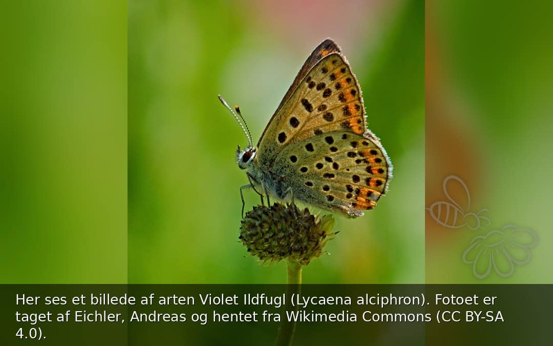 Violet Ildfugl