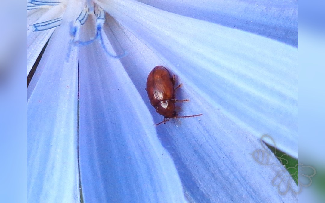 Lythraria salicariae