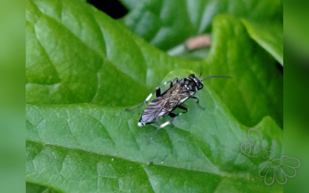 Macrophya albicincta
