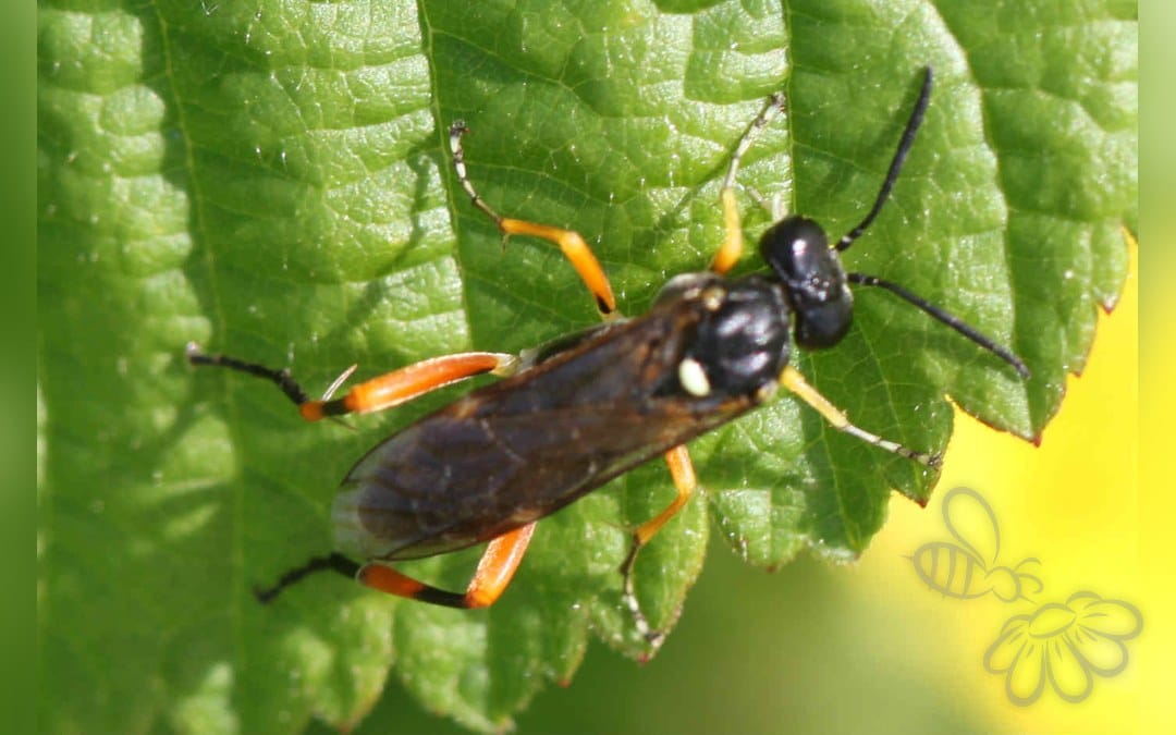 Macrophya rufipes