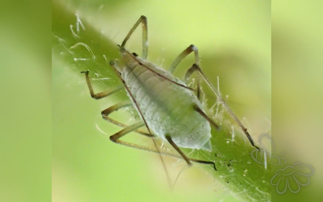 Nellikerodbladlus