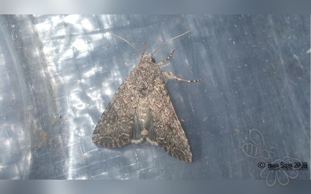 Her ses et billede af arten Kålugle (Mamestra brassicae). Fotoet er taget af Ben Sale og hentet fra Wikimedia Commons (CC BY 2.0).