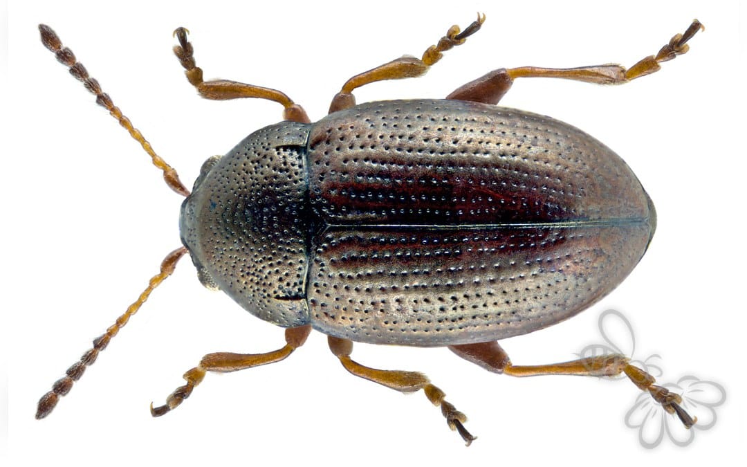 Mantura chrysanthemi