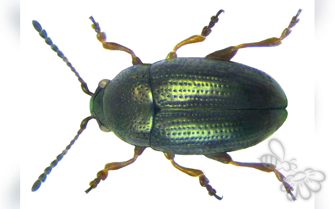 Mantura obtusata
