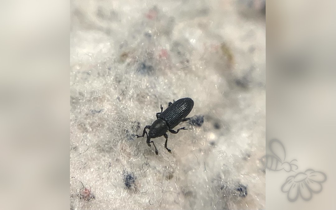 Mecinus heydeni