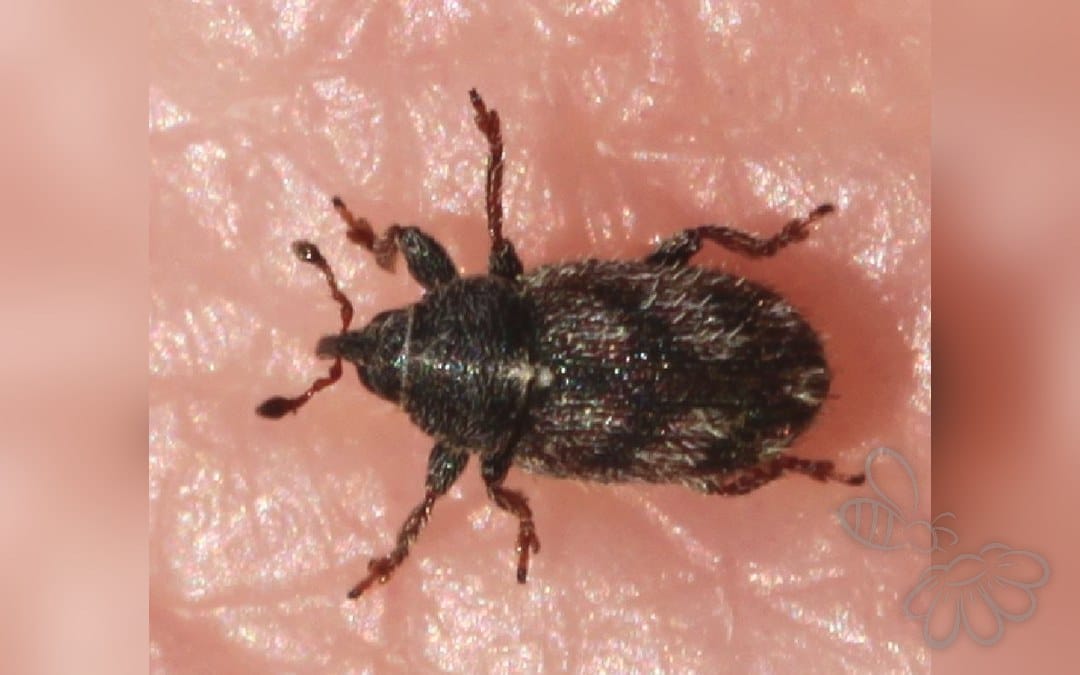 Her ses et billede af arten Mecinus labilis. Fotoet er taget af Slimguy og hentet fra Wikimedia Commons (CC BY 4.0).