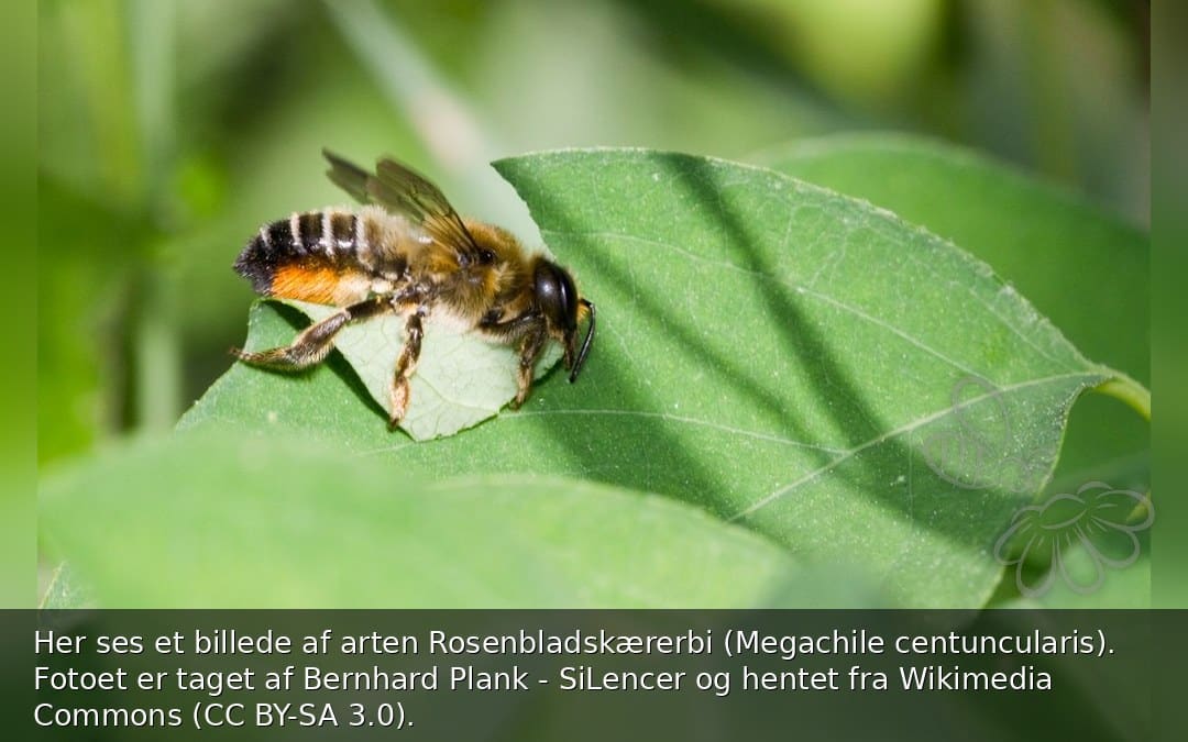 Rosenbladskærerbi