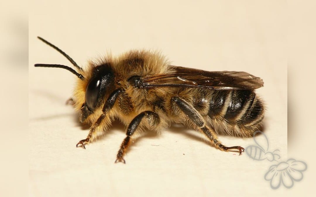 Megachile ligniseca