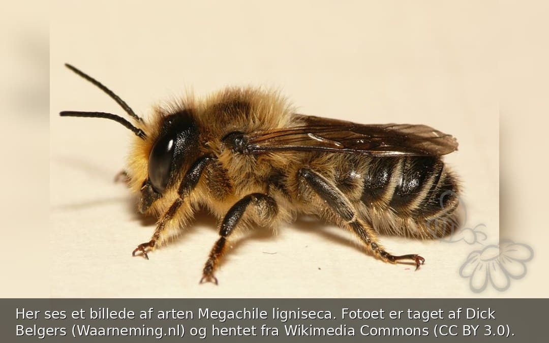 Megachile ligniseca