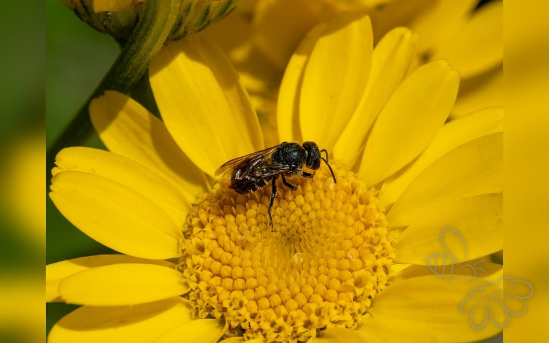 Her ses et billede af arten Flerfarvet Bladskærerbi (Megachile versicolor). Fotoet er taget af Reinhold Möller Ermell og hentet fra Wikimedia Commons (CC BY-SA 4.0).