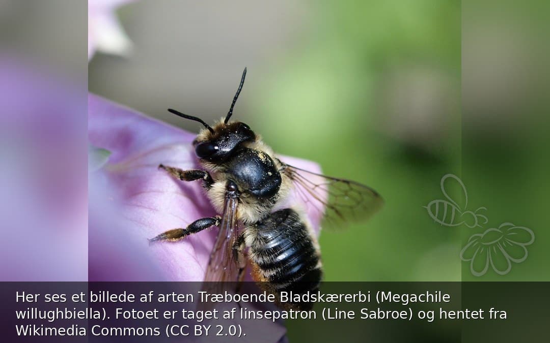 Træboende Bladskærerbi