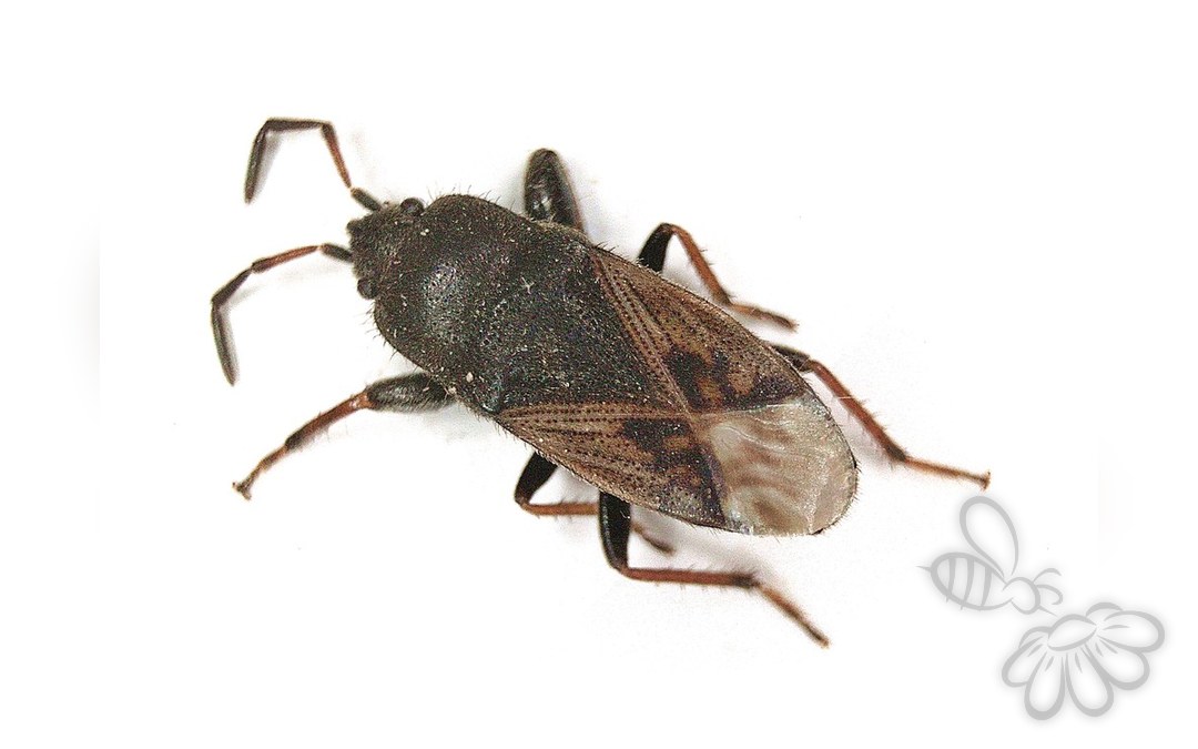 Her ses et billede af arten Håret Klitfrøtæge (Megalonotus chiragra). Fotoet er taget af B. Schoenmakers (Waarneming.nl) og hentet fra Wikimedia Commons (CC BY 3.0).