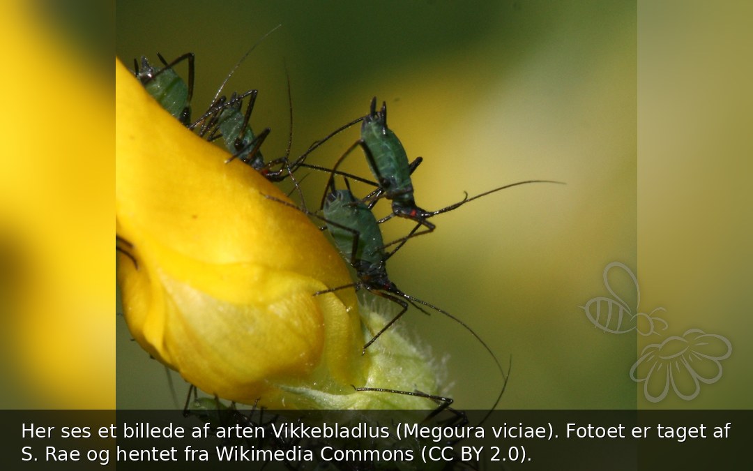 Her ses et billede af arten Vikkebladlus (Megoura viciae). Fotoet er taget af S. Rae og hentet fra Wikimedia Commons (CC BY 2.0).