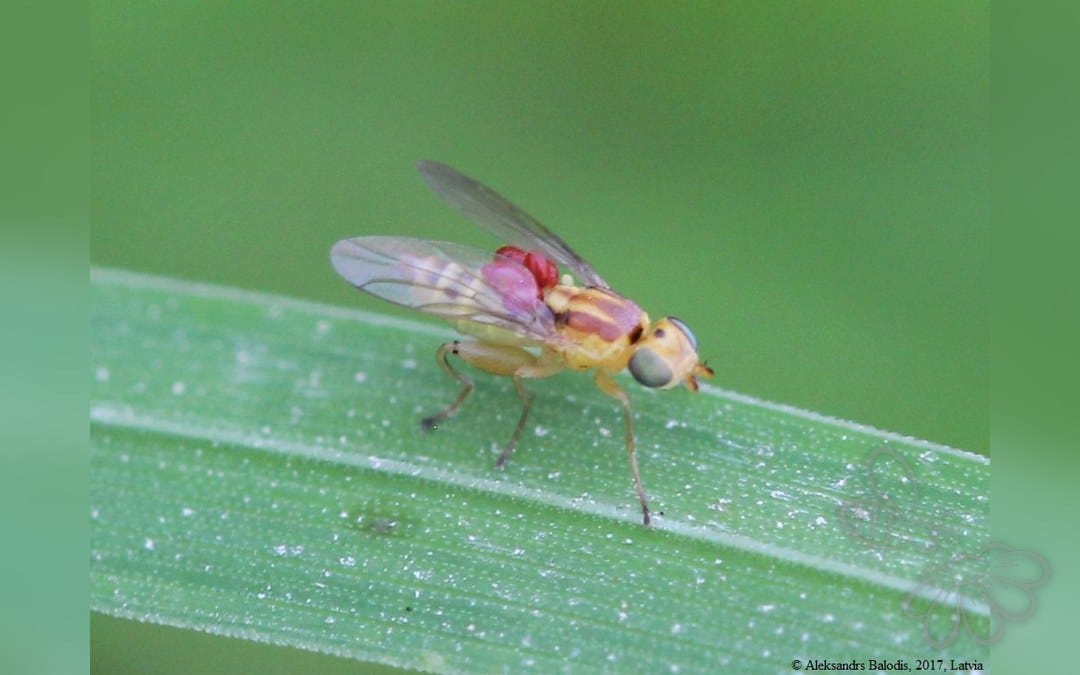 Meromyza saltatrix