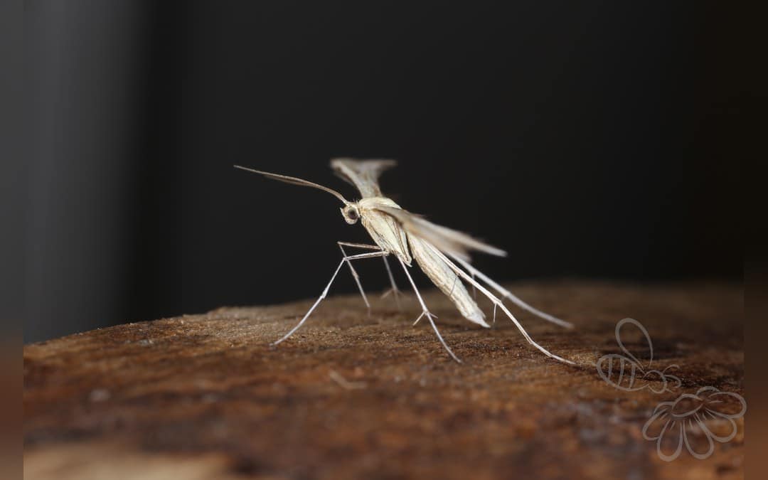 Merrifieldia baliodactylus