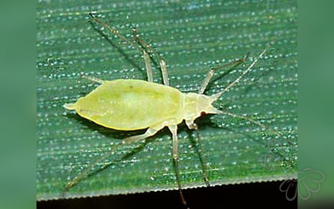 Her ses et billede af arten Græsbladlus (Metopolophium dirhodum). Fotoet er taget af Influentialpoints.com og hentet fra Wikimedia Commons (CC BY 3.0).