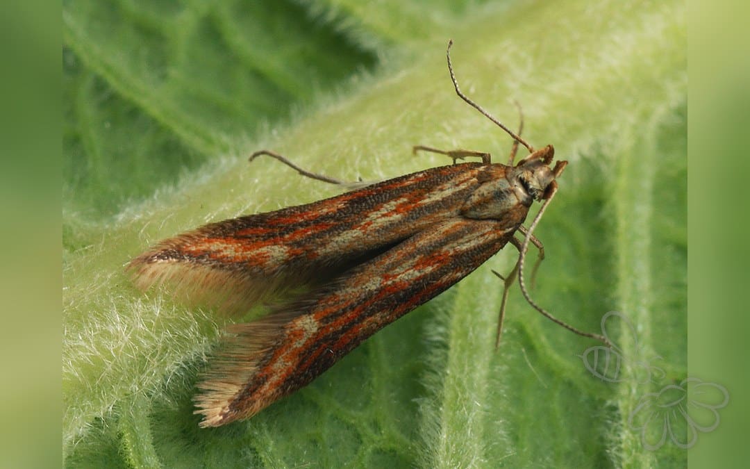 Her ses et billede af arten Metzneria aprilella. Fotoet er taget af Ilia Ustyantsev og hentet fra Wikimedia Commons (CC BY-SA 2.0).