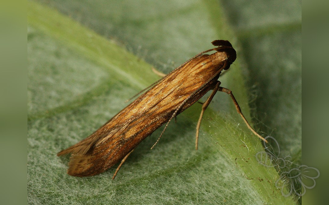 Metzneria neuropterella