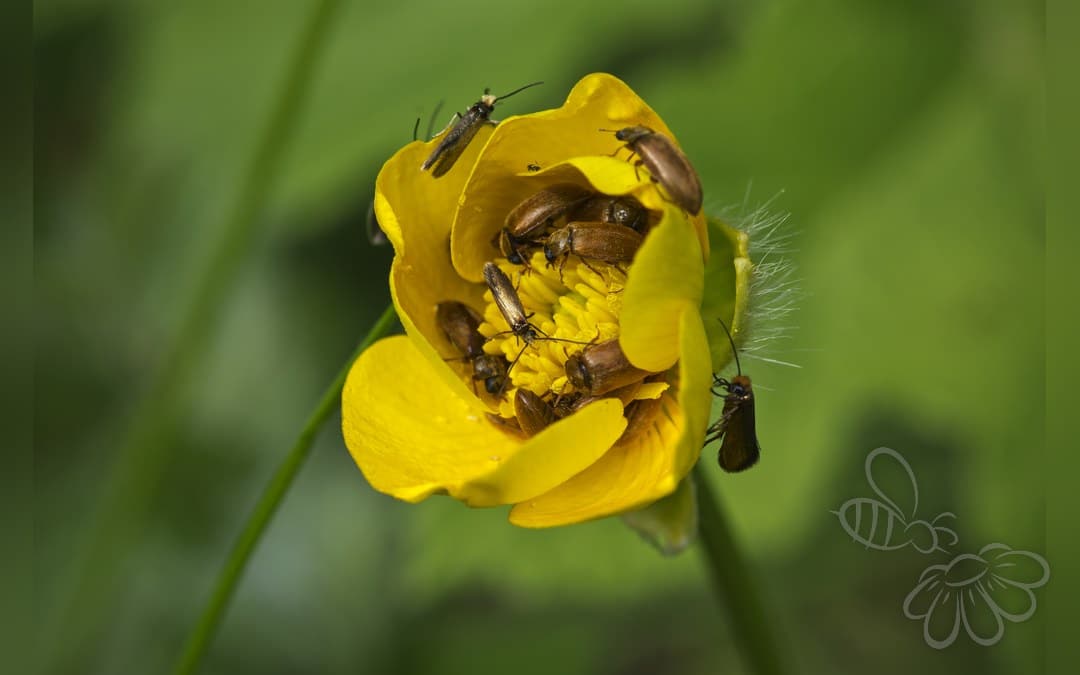 Her ses et billede af arten Kærursommerfugl (Micropterix calthella). Fotoet er taget af AJC1 og hentet fra Wikimedia Commons (CC BY-SA 2.0).