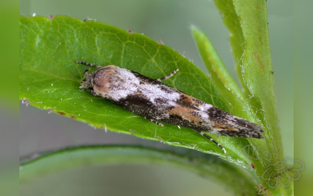 Mompha divisella