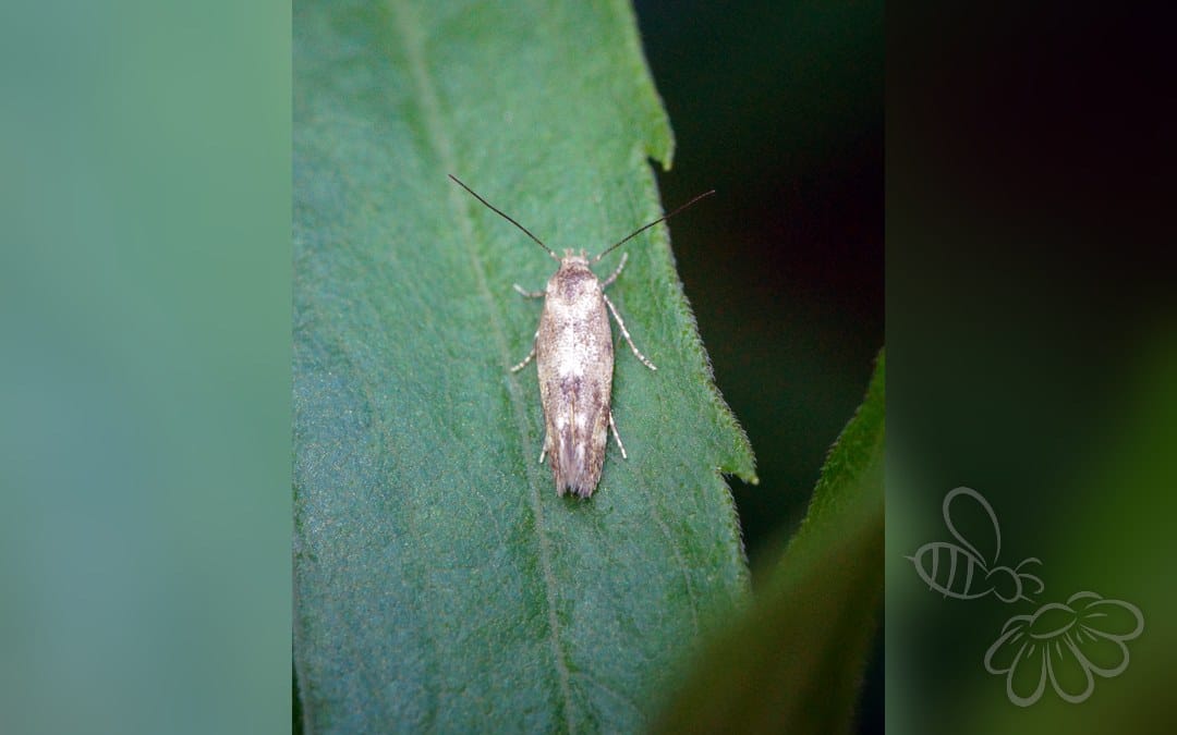 Mompha epilobiella