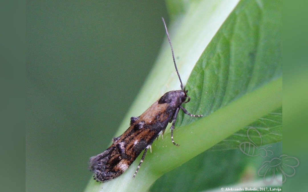 Mompha idaei