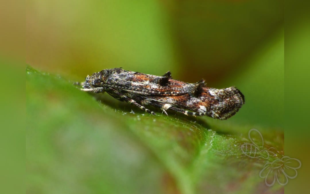 Mompha miscella