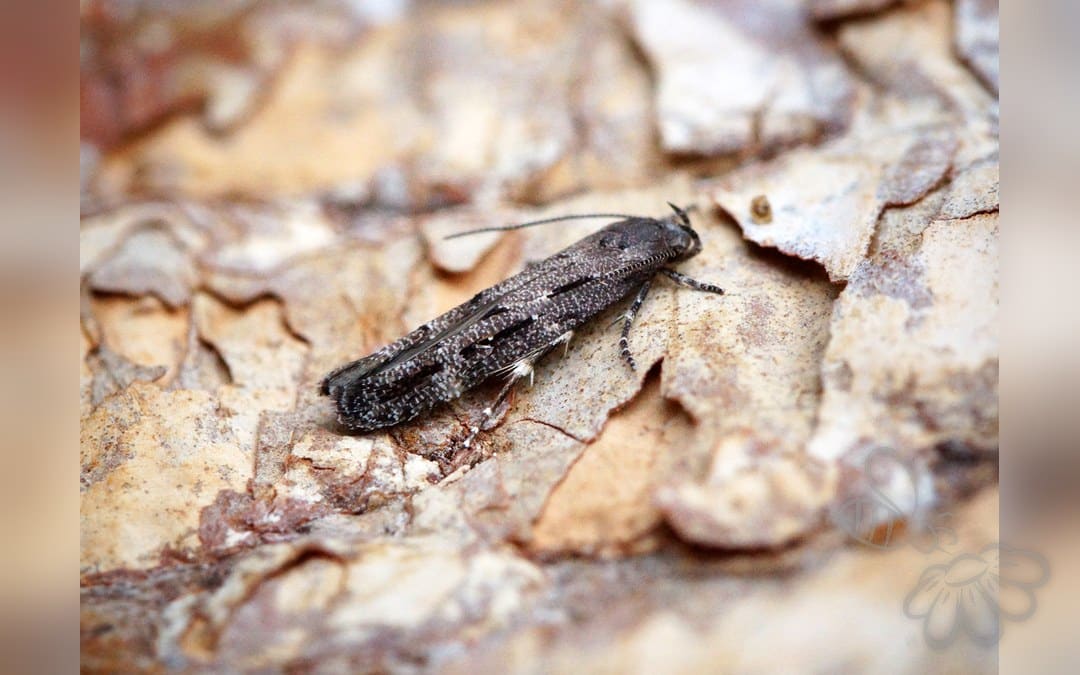 Mompha sturnipennella