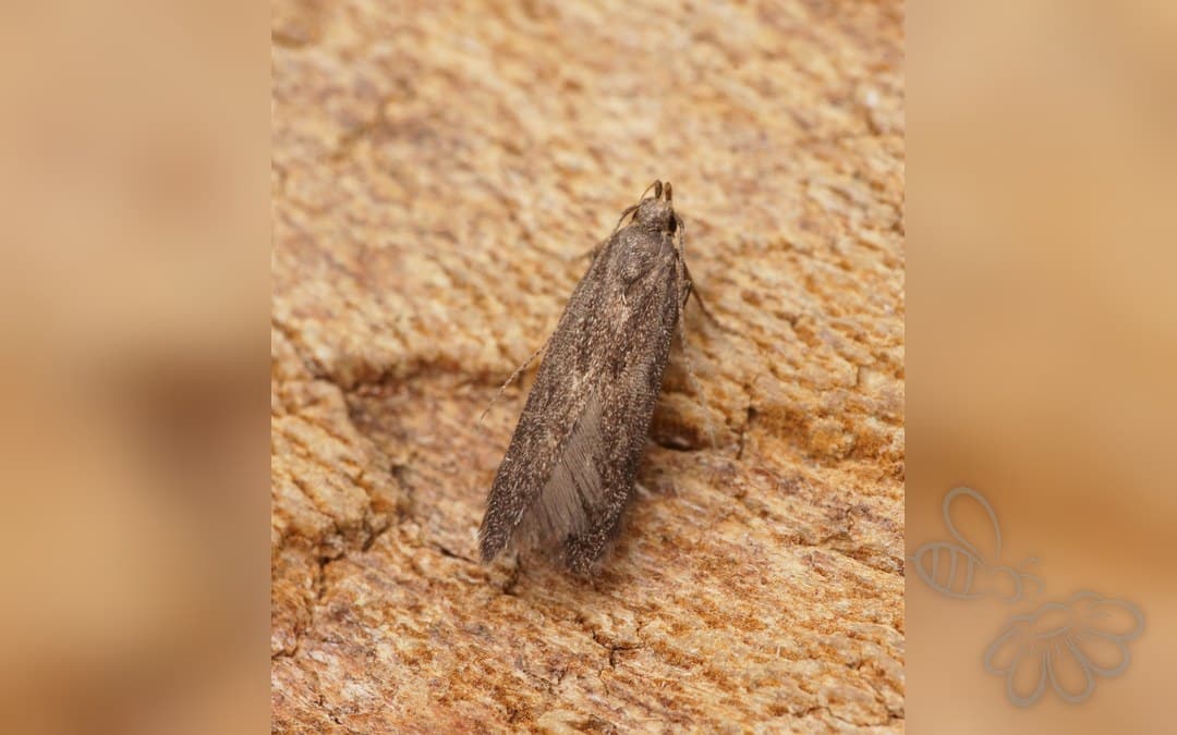 Monochroa conspersella