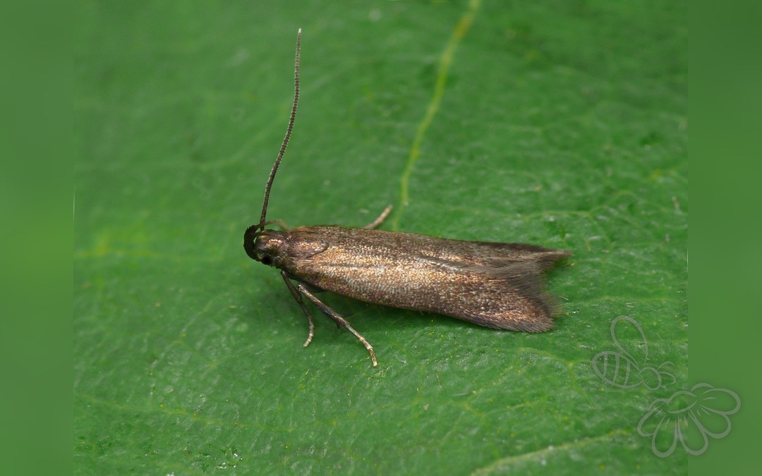 Monochroa tenebrella