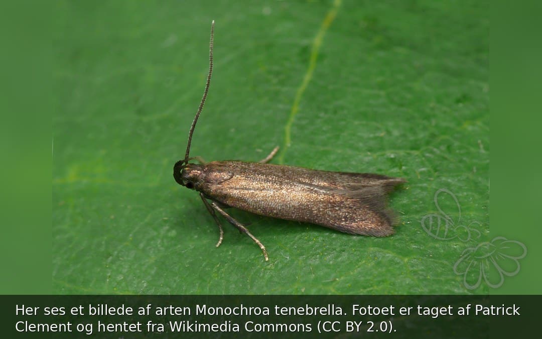 Monochroa tenebrella