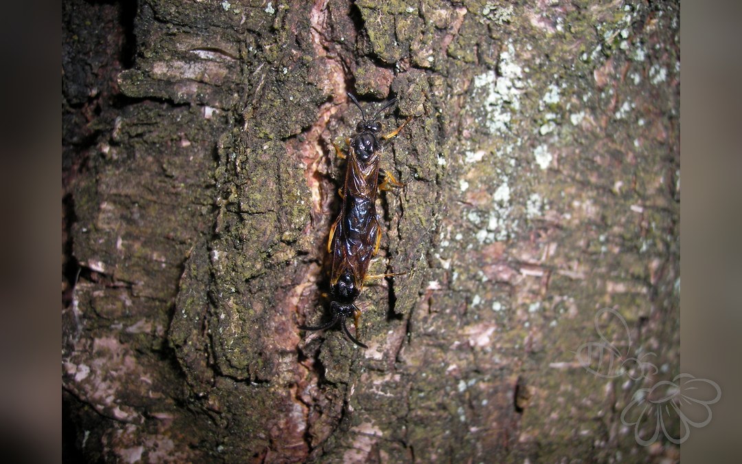 Monostegia abdominalis