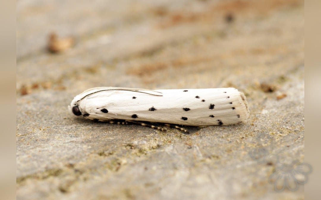Her ses et billede af arten Æselfoderhalvmøl (Myelois circumvoluta). Fotoet er taget af Ben Sale og hentet fra Wikimedia Commons (CC BY 2.0).